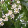 Fotografia 19 da espécie Prunus laurocerasus do Jardim Botânico UTAD