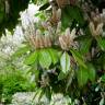 Fotografia 20 da espécie Prunus laurocerasus do Jardim Botânico UTAD