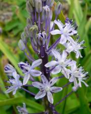 Fotografia da espécie Scilla hyacinthoides