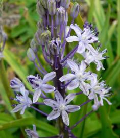 Fotografia da espécie Scilla hyacinthoides