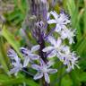 Fotografia 1 da espécie Scilla hyacinthoides do Jardim Botânico UTAD