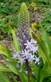 Fotografia da espécie Scilla hyacinthoides