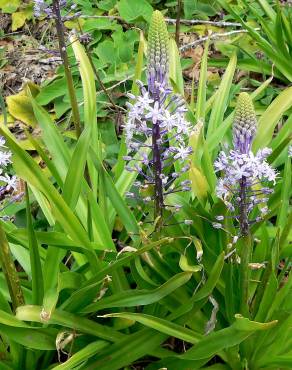 Fotografia 9 da espécie Scilla hyacinthoides no Jardim Botânico UTAD