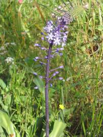 Fotografia da espécie Scilla hyacinthoides