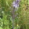 Fotografia 10 da espécie Scilla hyacinthoides do Jardim Botânico UTAD