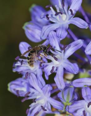 Fotografia 11 da espécie Scilla hyacinthoides no Jardim Botânico UTAD