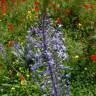 Fotografia 12 da espécie Scilla hyacinthoides do Jardim Botânico UTAD