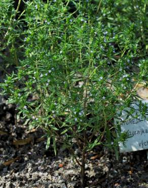 Fotografia 12 da espécie Satureja hortensis no Jardim Botânico UTAD