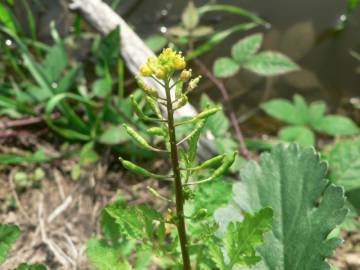 Fotografia da espécie Rorippa palustris