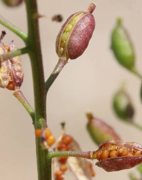 Fotografia 12 da espécie Rorippa palustris no Jardim Botânico UTAD