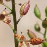 Fotografia 12 da espécie Rorippa palustris do Jardim Botânico UTAD