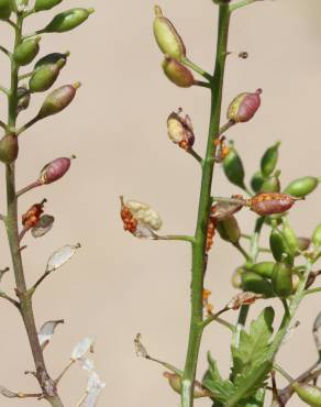 Fotografia 13 da espécie Rorippa palustris no Jardim Botânico UTAD