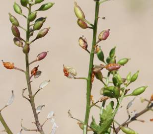 Fotografia da espécie Rorippa palustris