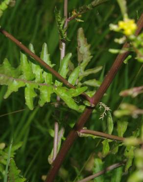 Fotografia 25 da espécie Rorippa palustris no Jardim Botânico UTAD