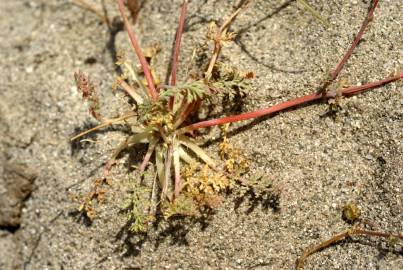 Fotografia da espécie Hypecoum procumbens