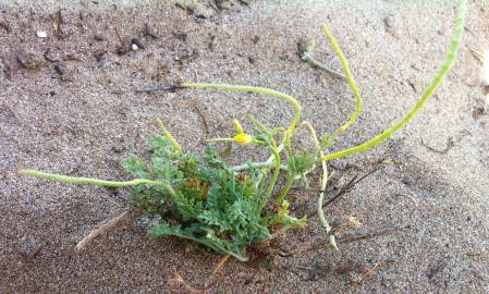 Fotografia da espécie Hypecoum procumbens