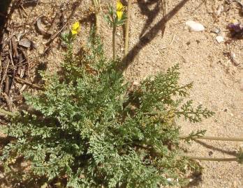 Fotografia da espécie Hypecoum procumbens