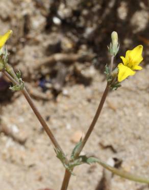 Fotografia 12 da espécie Hypecoum procumbens no Jardim Botânico UTAD