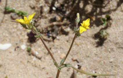 Fotografia da espécie Hypecoum procumbens