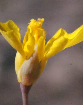 Fotografia 13 da espécie Hypecoum procumbens no Jardim Botânico UTAD