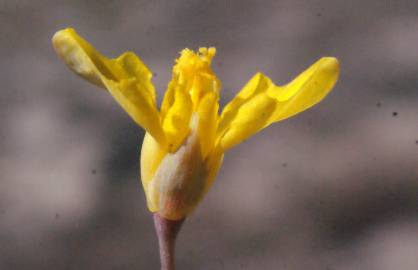 Fotografia da espécie Hypecoum procumbens