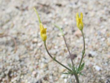 Fotografia da espécie Hypecoum procumbens