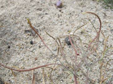 Fotografia da espécie Hypecoum procumbens