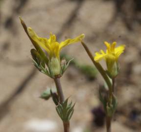 Fotografia da espécie Hypecoum procumbens