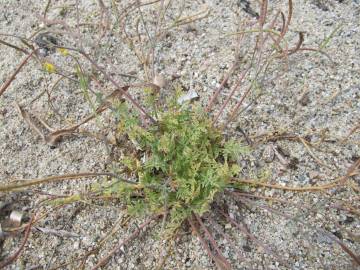 Fotografia da espécie Hypecoum procumbens