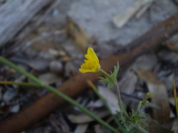 Fotografia da espécie Hypecoum procumbens