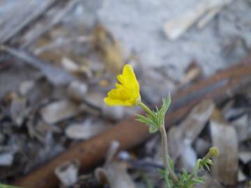 Fotografia da espécie Hypecoum procumbens