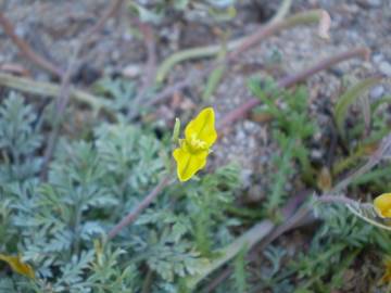 Fotografia da espécie Hypecoum procumbens