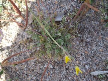 Fotografia da espécie Hypecoum procumbens