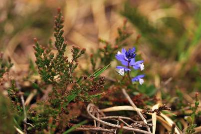 Fotografia da espécie Polygala serpyllifolia