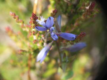 Fotografia da espécie Polygala serpyllifolia