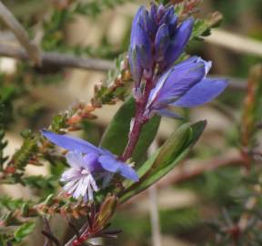 Fotografia da espécie Polygala serpyllifolia