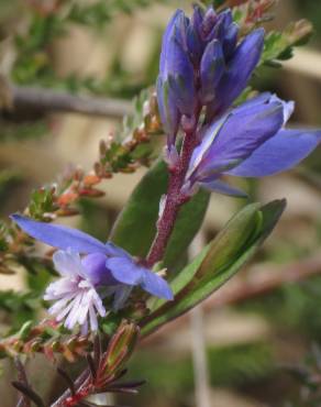 Fotografia 5 da espécie Polygala serpyllifolia no Jardim Botânico UTAD