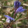 Fotografia 5 da espécie Polygala serpyllifolia do Jardim Botânico UTAD