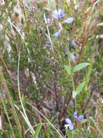 Fotografia da espécie Polygala serpyllifolia