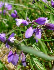 Polygala serpyllifolia