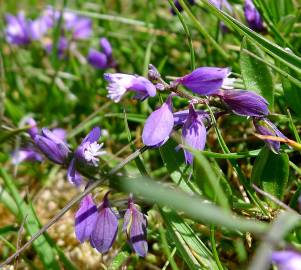 Fotografia da espécie Polygala serpyllifolia