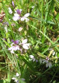 Fotografia da espécie Polygala serpyllifolia