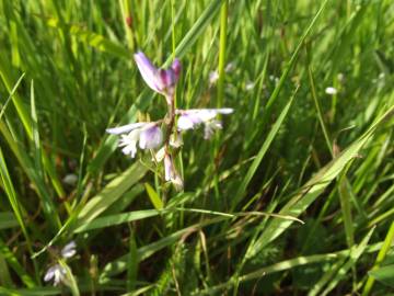 Fotografia da espécie Polygala serpyllifolia