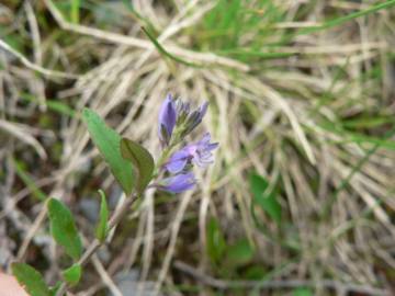 Fotografia da espécie Polygala serpyllifolia