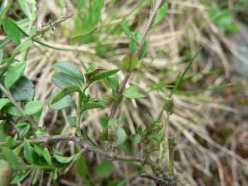 Fotografia da espécie Polygala serpyllifolia