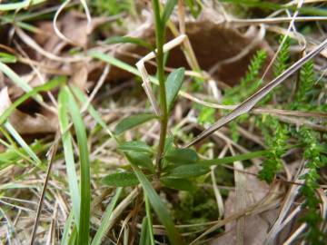 Fotografia da espécie Polygala serpyllifolia