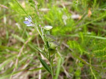 Fotografia da espécie Polygala serpyllifolia