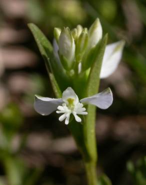 Fotografia 16 da espécie Polygala serpyllifolia no Jardim Botânico UTAD