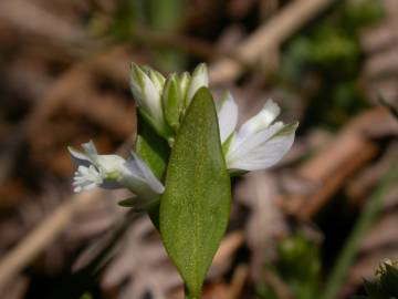 Fotografia da espécie Polygala serpyllifolia