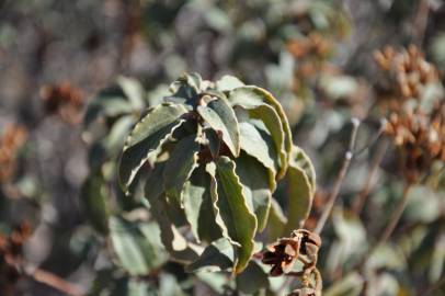 Fotografia da espécie Cistus laurifolius